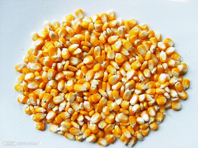  产品大全 农业 粮食 > 大量收购玉米  型号:12607307 品牌:原厂